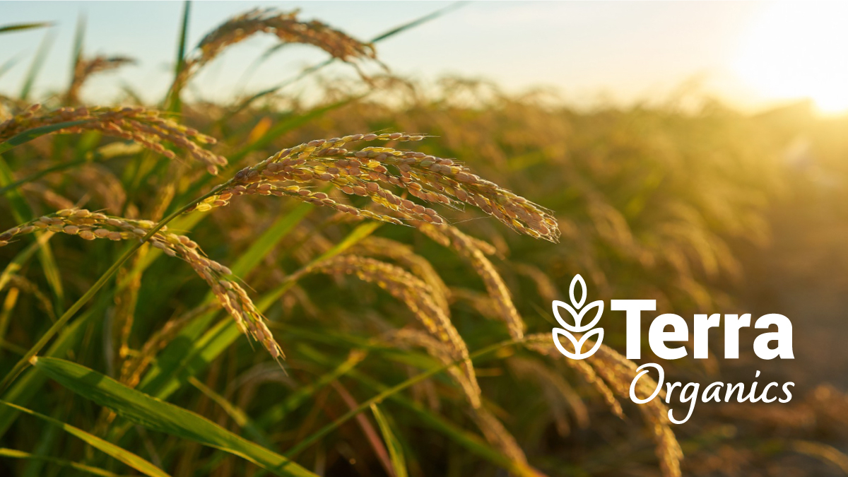 Terra Organics Brand Design Project
